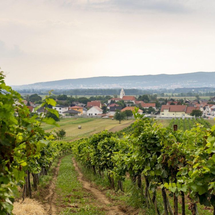 Aussicht auf die Weingärten in Oslip am Neusiedlersee
