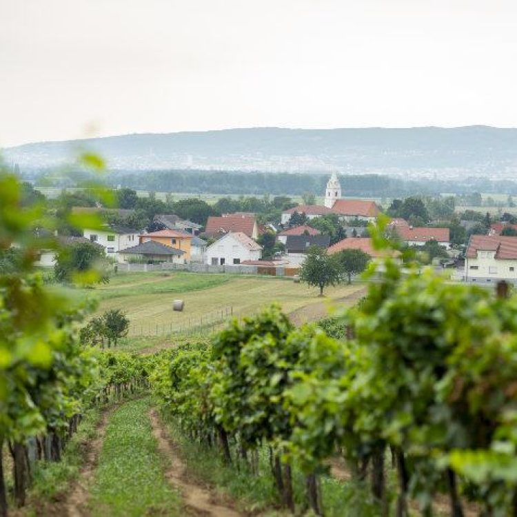 Weingärten des Weinguts Schruiff in Oslip